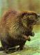 castor